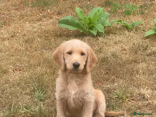 Labradoodle dogs 1 Beautiful boy Miniature Labradoodle - Advert 3