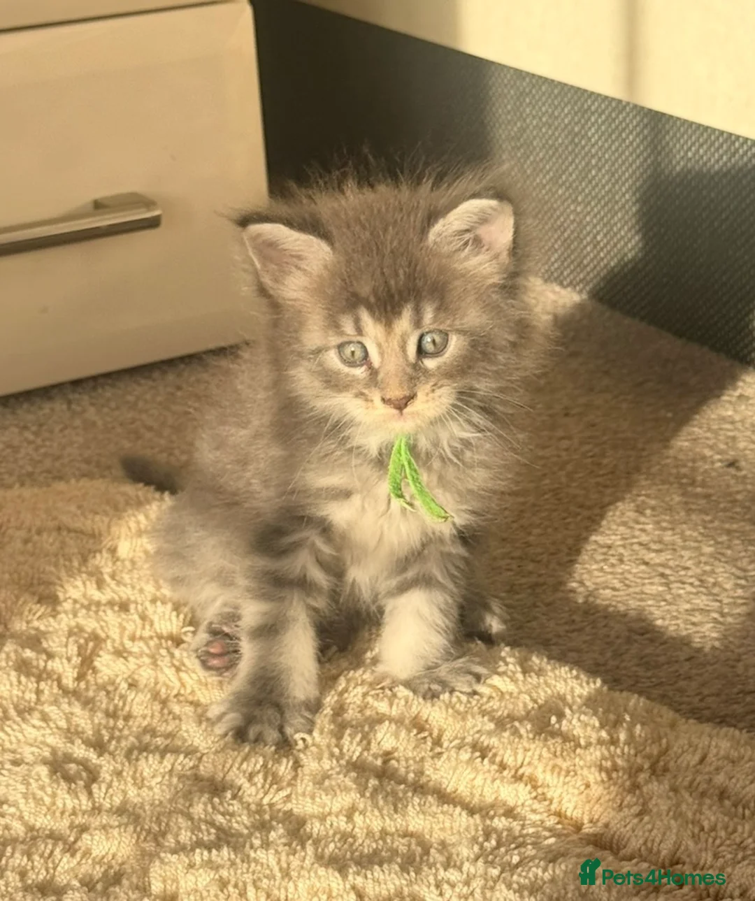 Maine Coon cats for sale: Pedigree maine coon kitten Romeo - Advert 2