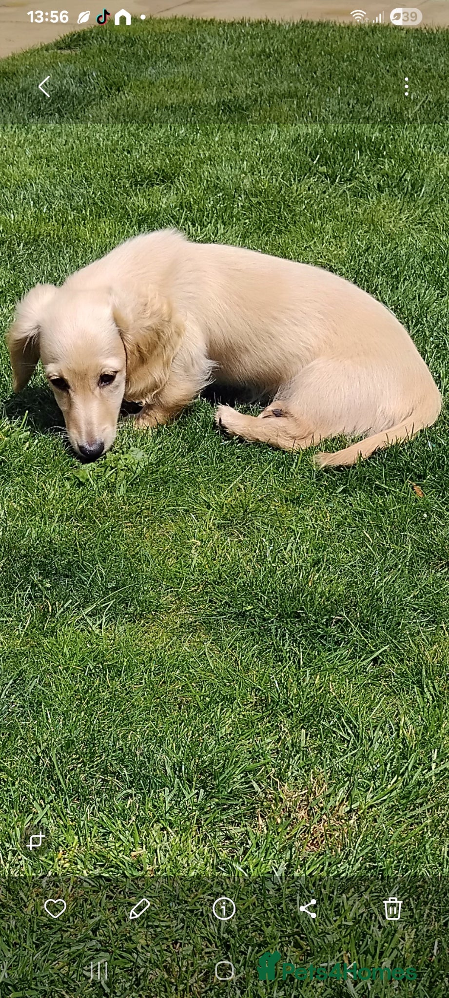 Miniature Dachshund dogs 12 week clear cream female dachshund puppy  - Advert 6