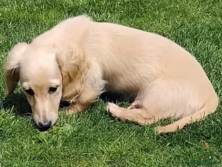 Miniature Dachshund dogs 12 week clear cream female dachshund puppy - Advert 6