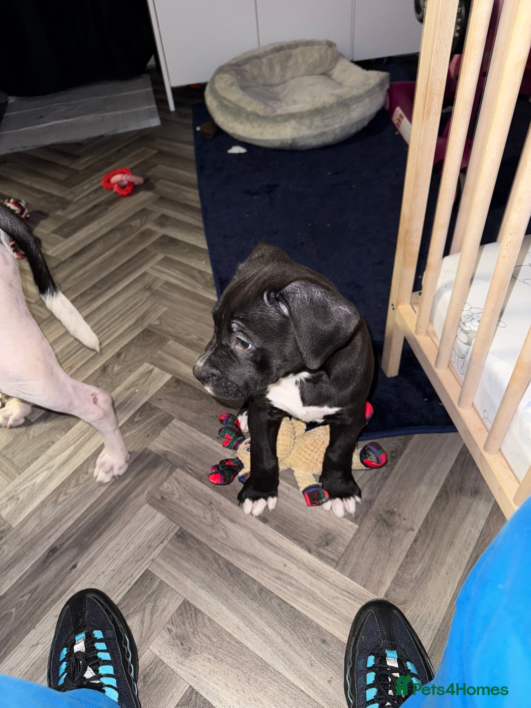 Staffordshire Bull Terrier dogs for sale: Female Staffy for rehoming - Advert 2