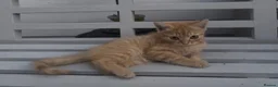 Mixed Breed cats for sale: Beautiful kittens need a new home - Advert 11