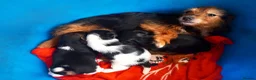 Mixed Breed dogs for sale: Jack Russell x yorkies in Poole - Advert 2