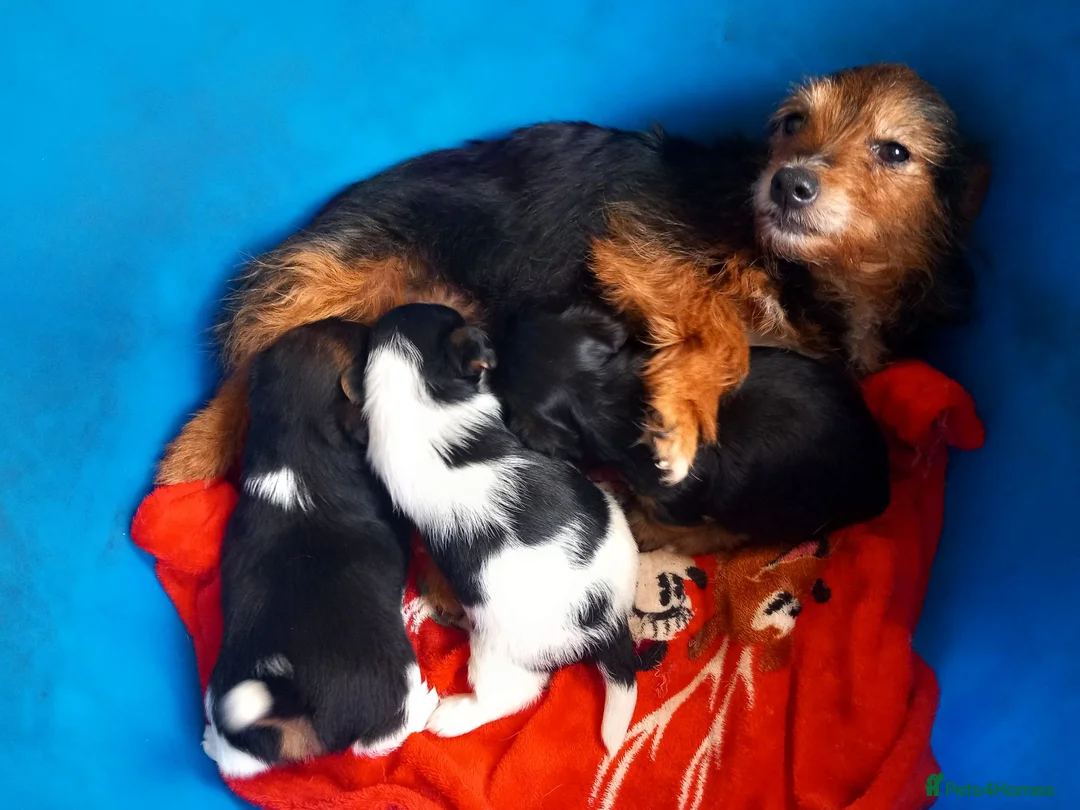 Mixed Breed dogs for sale: Jack Russell x yorkies in Poole - Advert 2