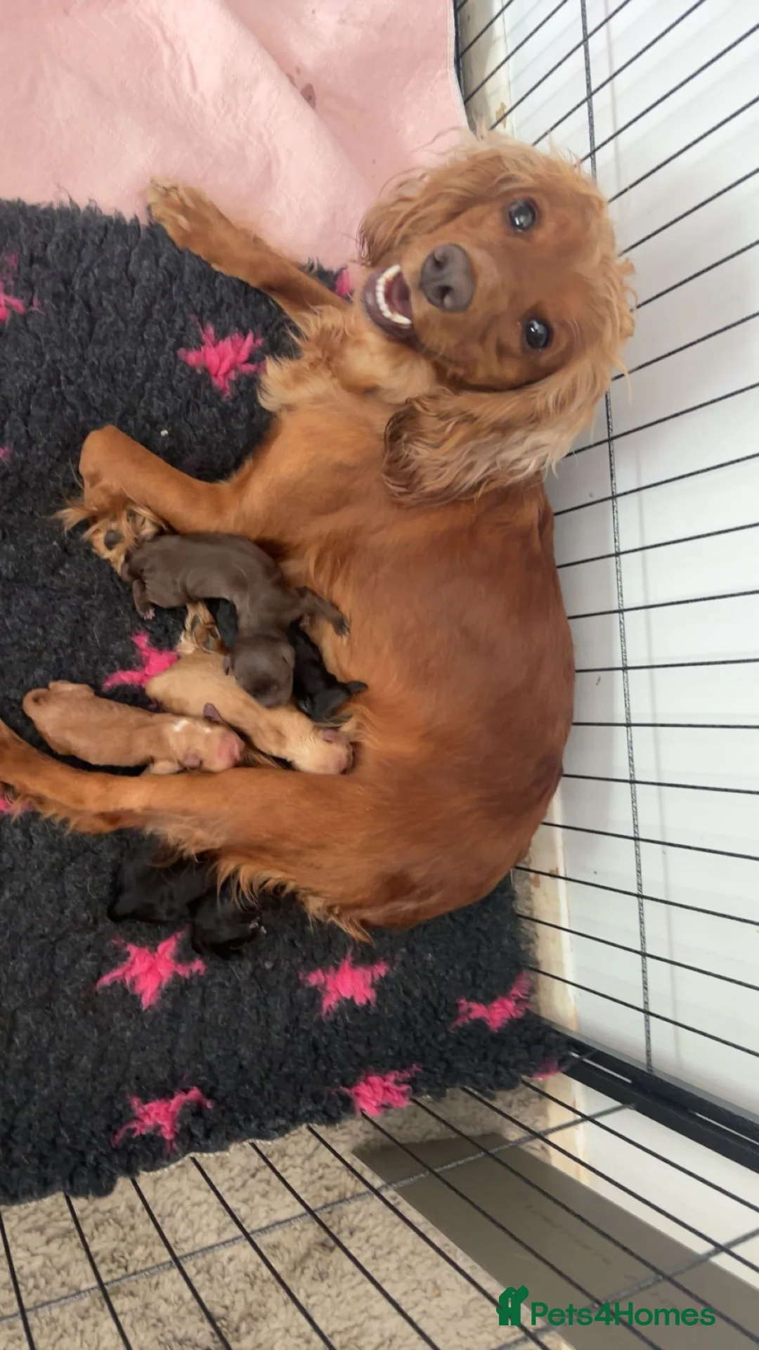 Cocker Spaniel dogs for sale: Working cocker spaniels  - Advert 1
