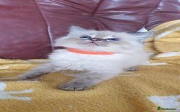 Ragdoll cats for sale: Stunning GCCF Registered Ragdoll Kittens. - Image 9