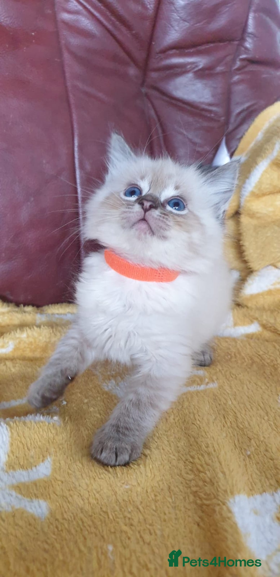 Ragdoll cats for sale: Stunning GCCF Registered Ragdoll Kittens. - Image 9