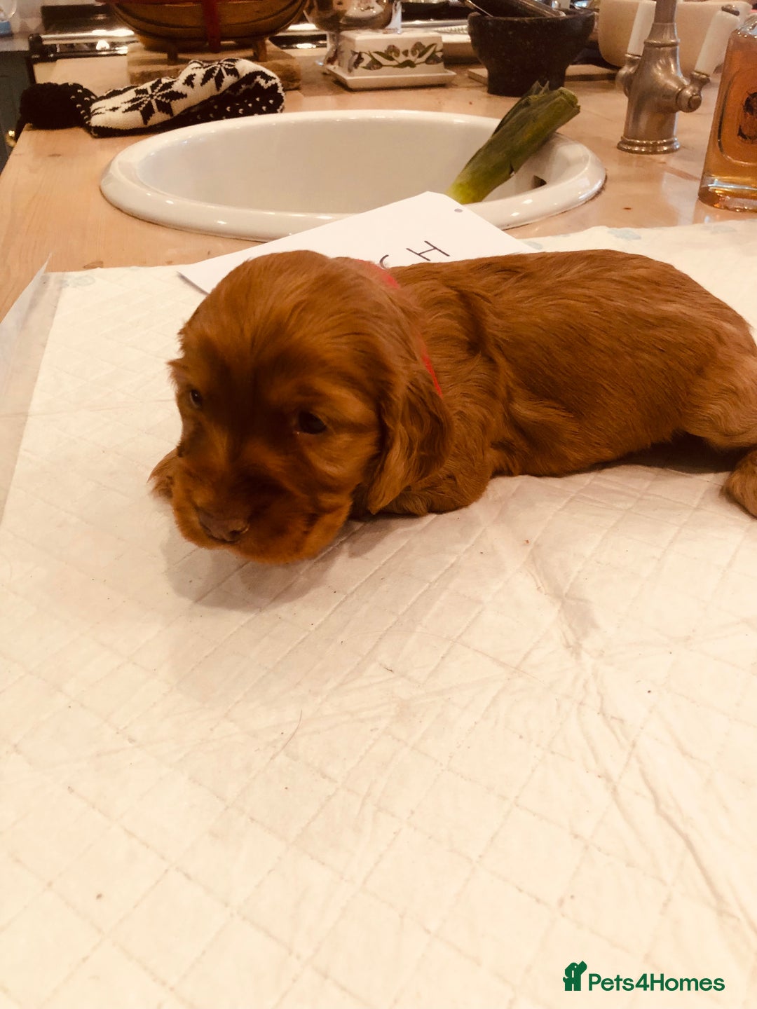 Cocker Spaniel dogs for sale: GORGEOUS COCKER SPANIEL PUPPIES - Advert 5