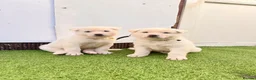 Akita dogs for sale: Akita puppy’s for sale in Birmingham - Advert 31