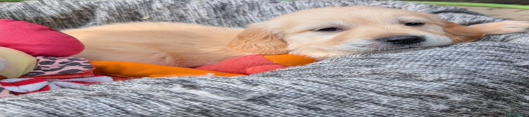 Golden Retriever Puppy 7 "Shortcake"