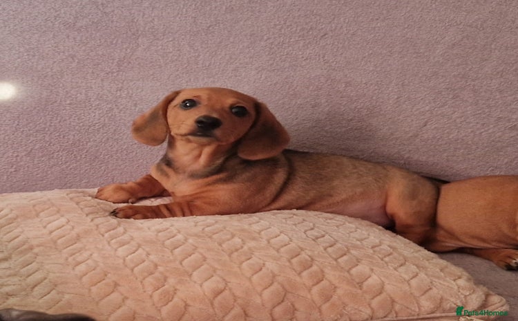Dachshund dogs - Advert 7