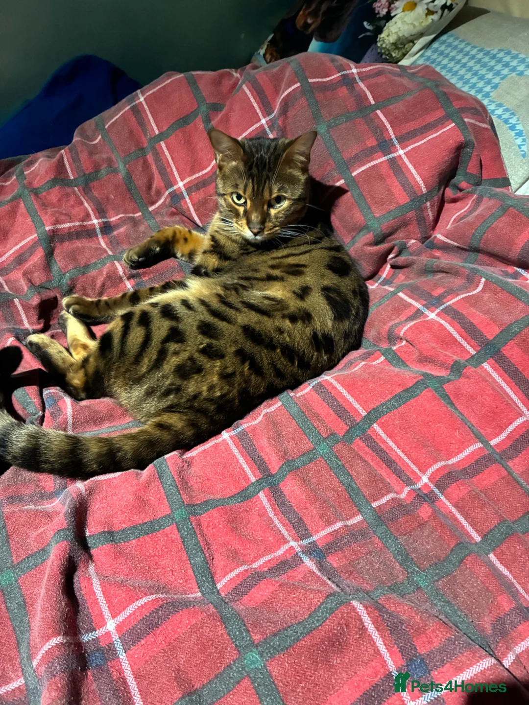 Bengal cats for sale: Bengal cat  in Swansea - Advert 1