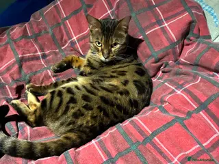 Bengal cats Bengal cat - Advert 2