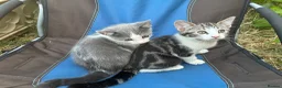 Mixed Breed cats for sale: Lyndidya - Advert 2