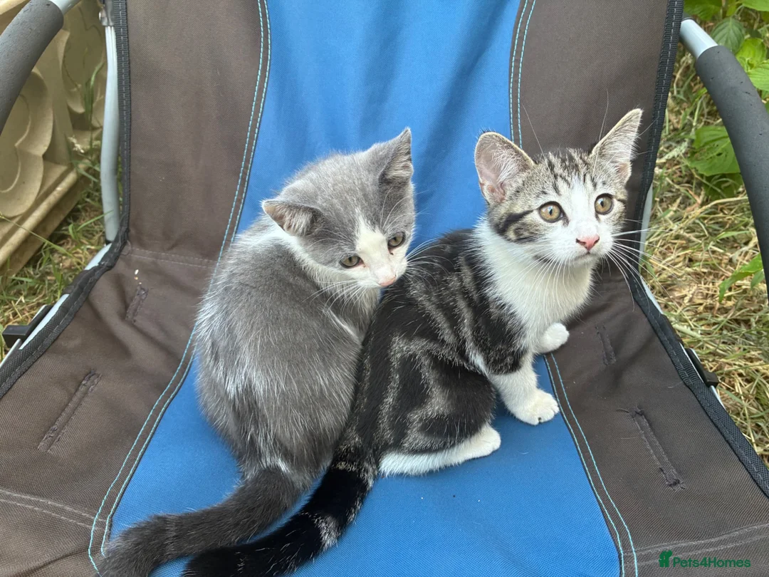 Mixed Breed cats for sale: Lyndidya - Advert 2