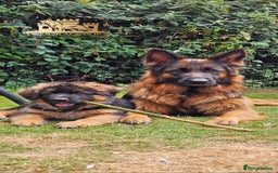 German Shepherd dogs for sale: Beautiful girl available  - Image 10