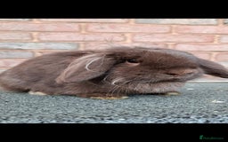 Mini Lion Lop rabbits for sale: Adult rabbits looking for new families.  - Image 2