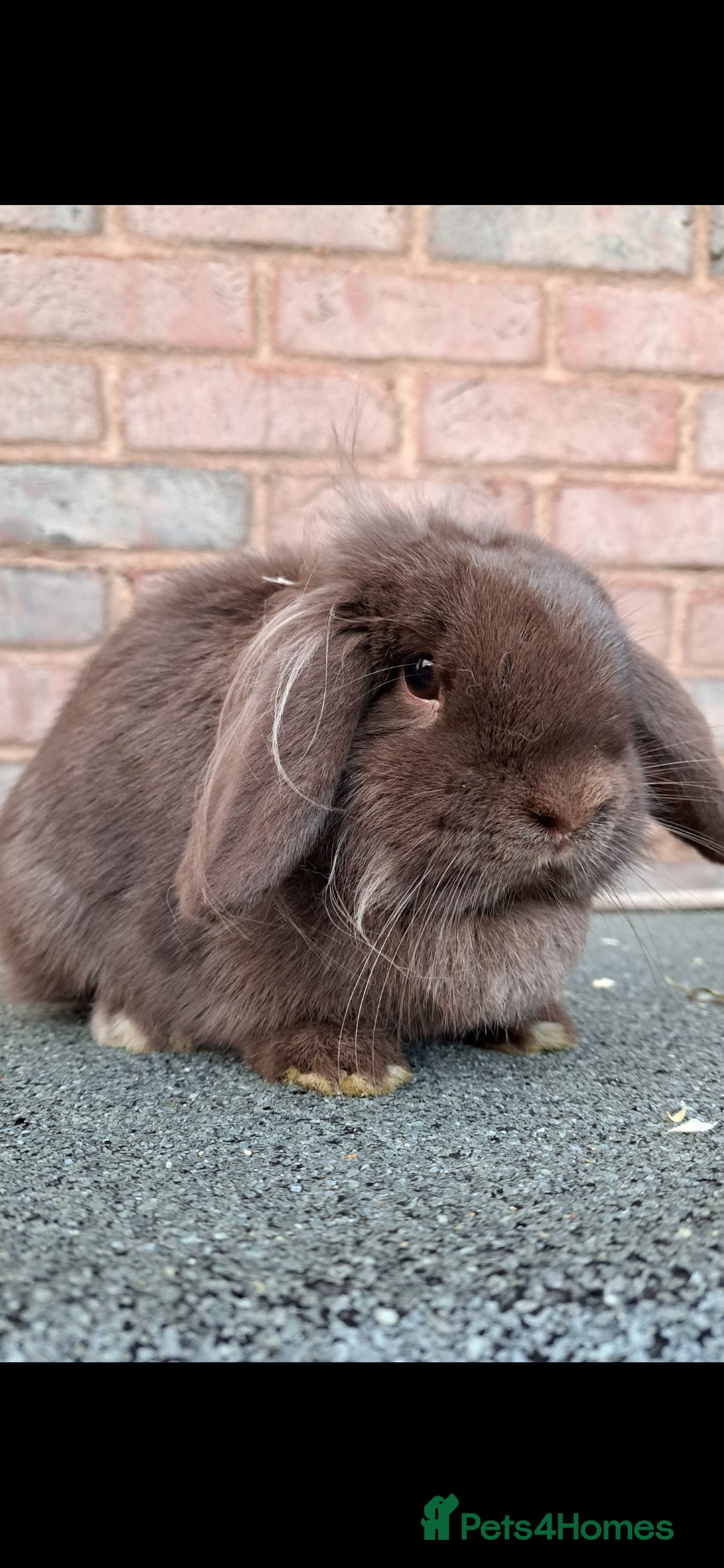 Mini Lion Lop rabbits for sale: Adult rabbits looking for new families.  - Image 2