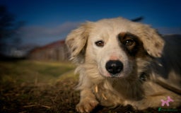 Mixed Breed dogs for adoption: HANNA - an Affectionate Girl for a Loving Home - Image 1