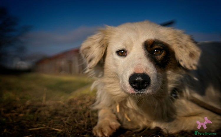 Mixed Breed dogs - Advert 2