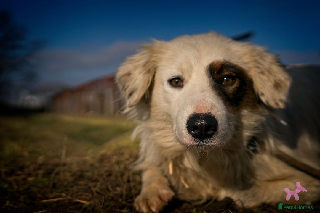 Mixed Breed dogs for adoption: HANNA - an Affectionate Girl for a Loving Home - Image 1