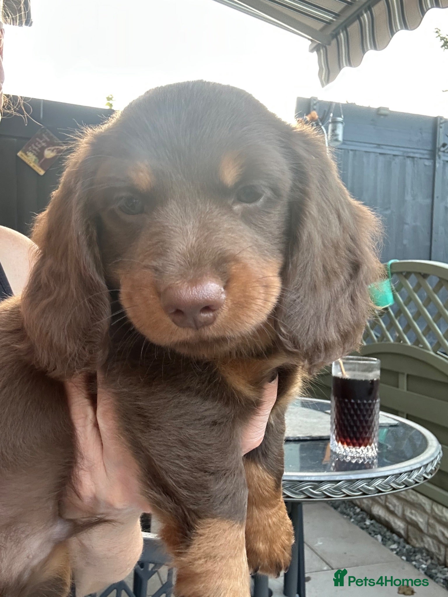 Dachshund dogs Dachshund for sale - Advert 6