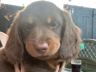 Dachshund dogs Dachshund for sale - Advert 1