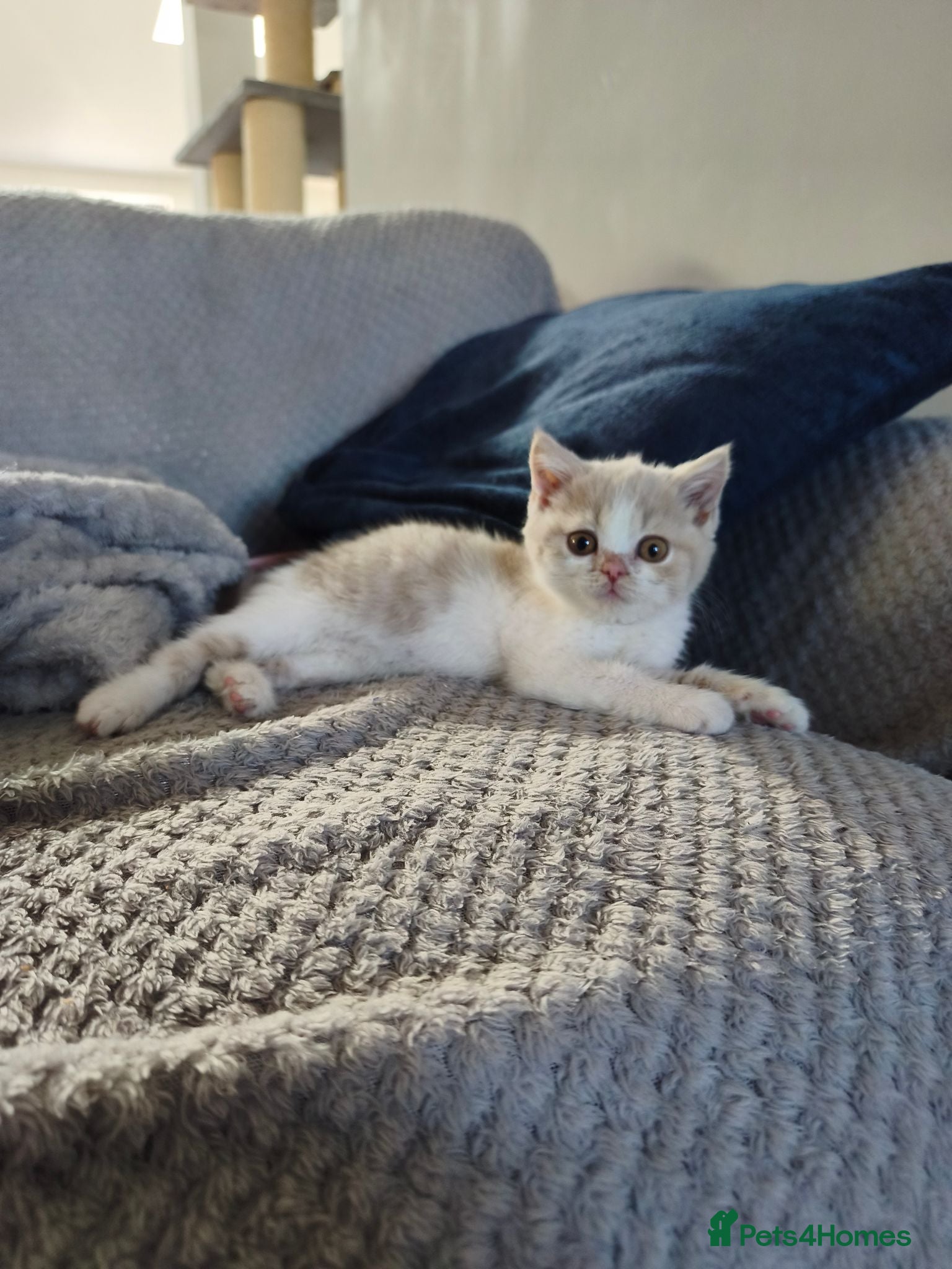 British Shorthair cats British shorthair kittens - Advert 2