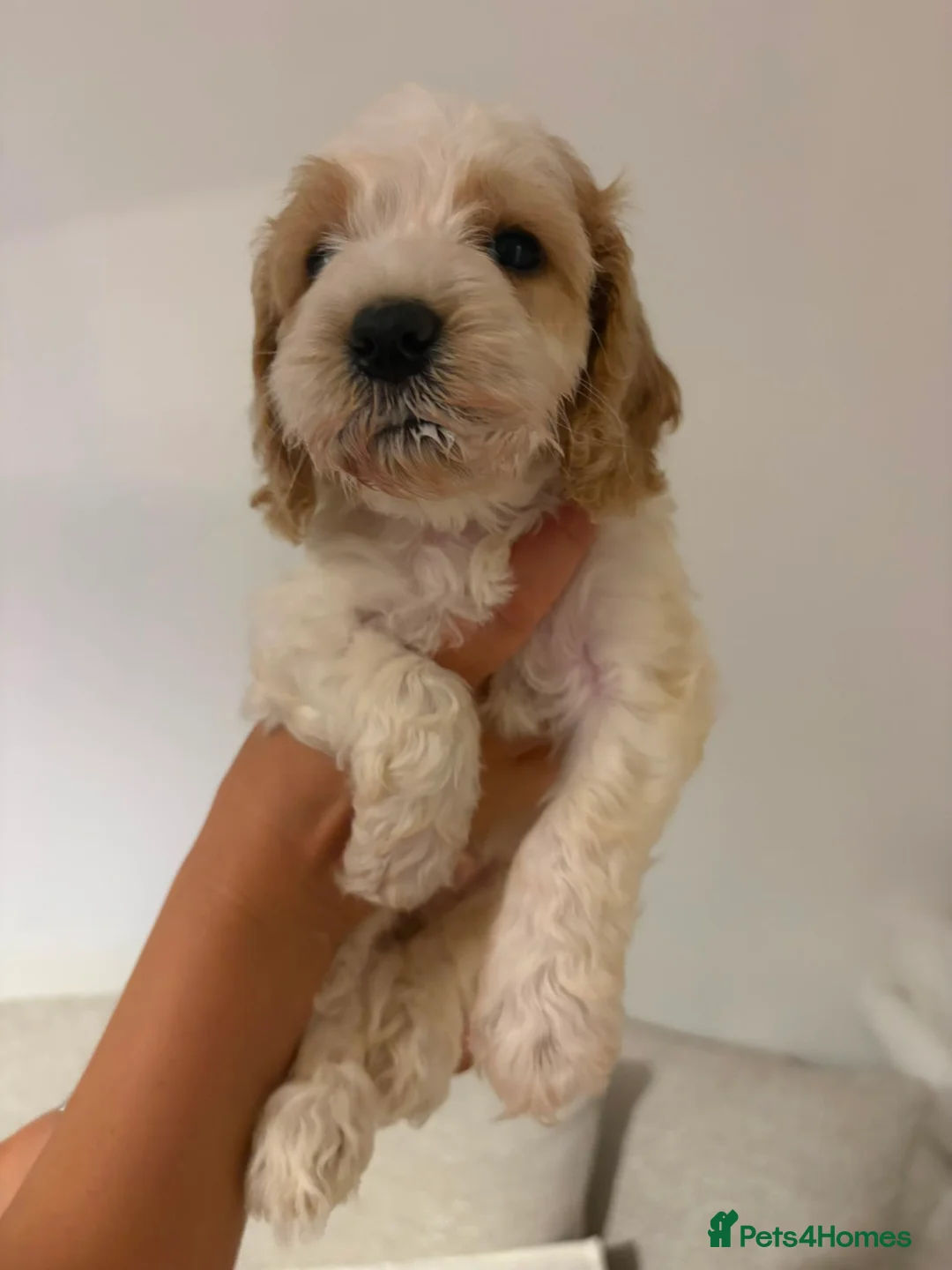 Cockapoo dogs for sale: 8 beautiful Cockapoos - Advert 40