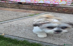 Shih Tzu dogs for sale: Doggy  - Image 6