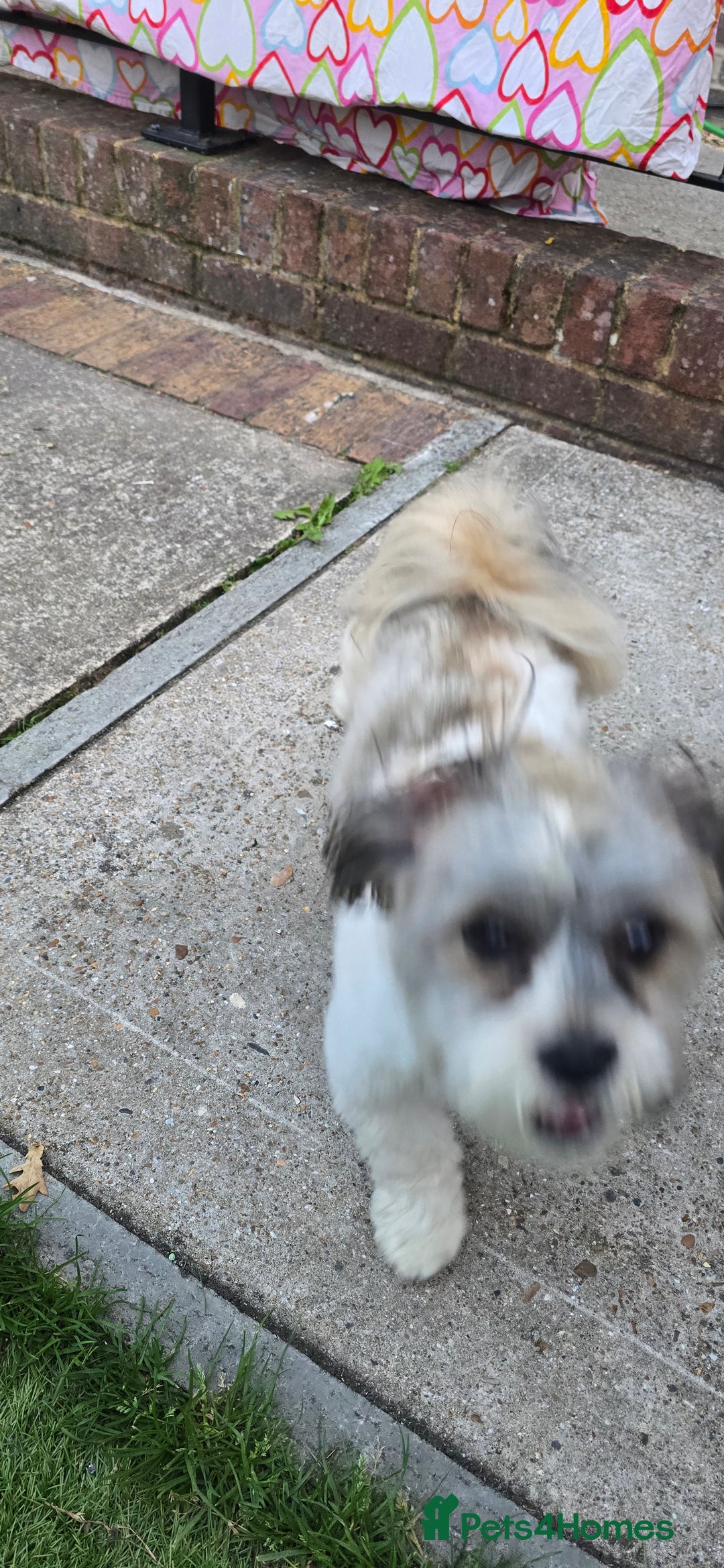 Shih Tzu dogs for sale: Doggy  - Image 6