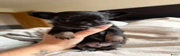 Chihuahua dogs for sale: 3 beautiful KC babies  - Advert 34