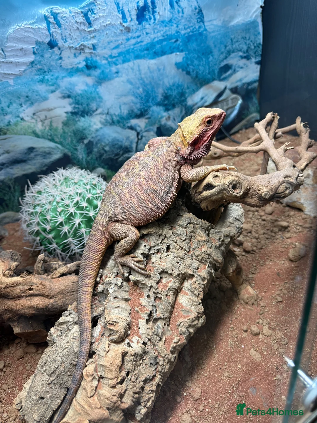 Bearded Dragon reptiles for sale: Bearded dragon 50% red monster x tangerine  - Advert 5