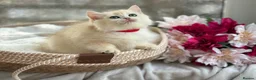 British Shorthair cats for sale: 💛Premium golden chinchilla bsh kittens 💛 - Advert 30