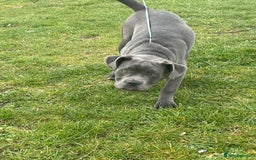 Mixed Breed dogs for sale: Cain corso cross  - Image 1
