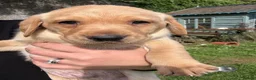 Labrador Retriever dogs for sale: Chunky Labrador puppies for sale  - Advert 4