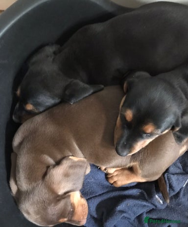 Dachshund dogs - Advert 12