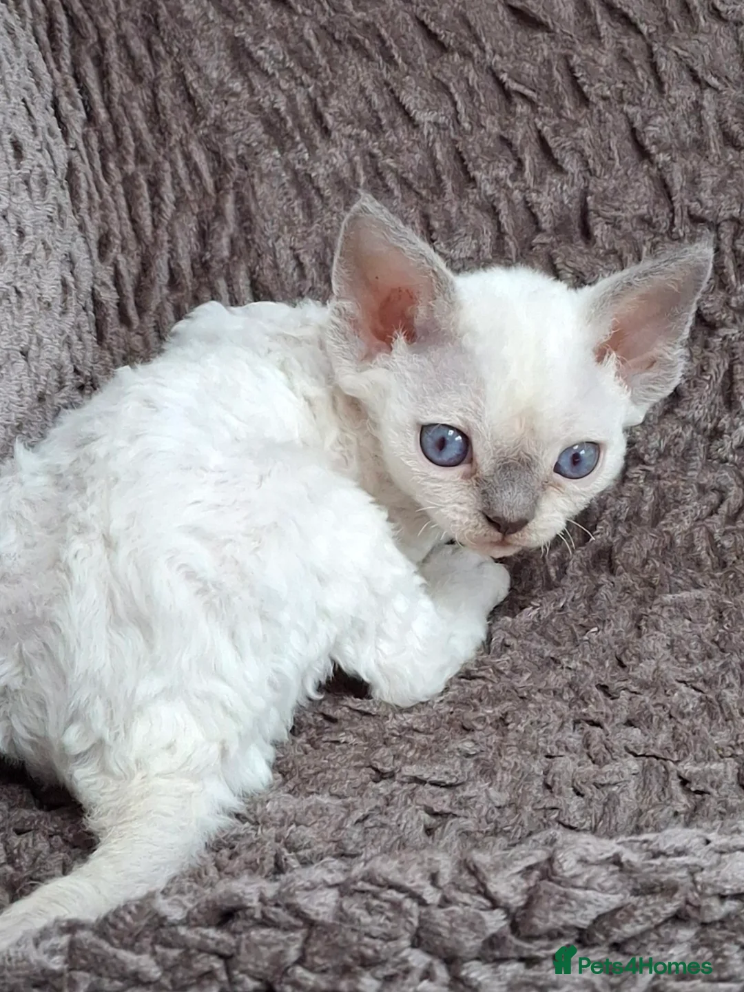 Devon Rex cats for sale: 🌸 Devon Rex with blue eyes FIFE registered  🌸 - Advert 12