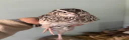 Quail poultry for sale: Quail - Hens and Roos - Advert 4
