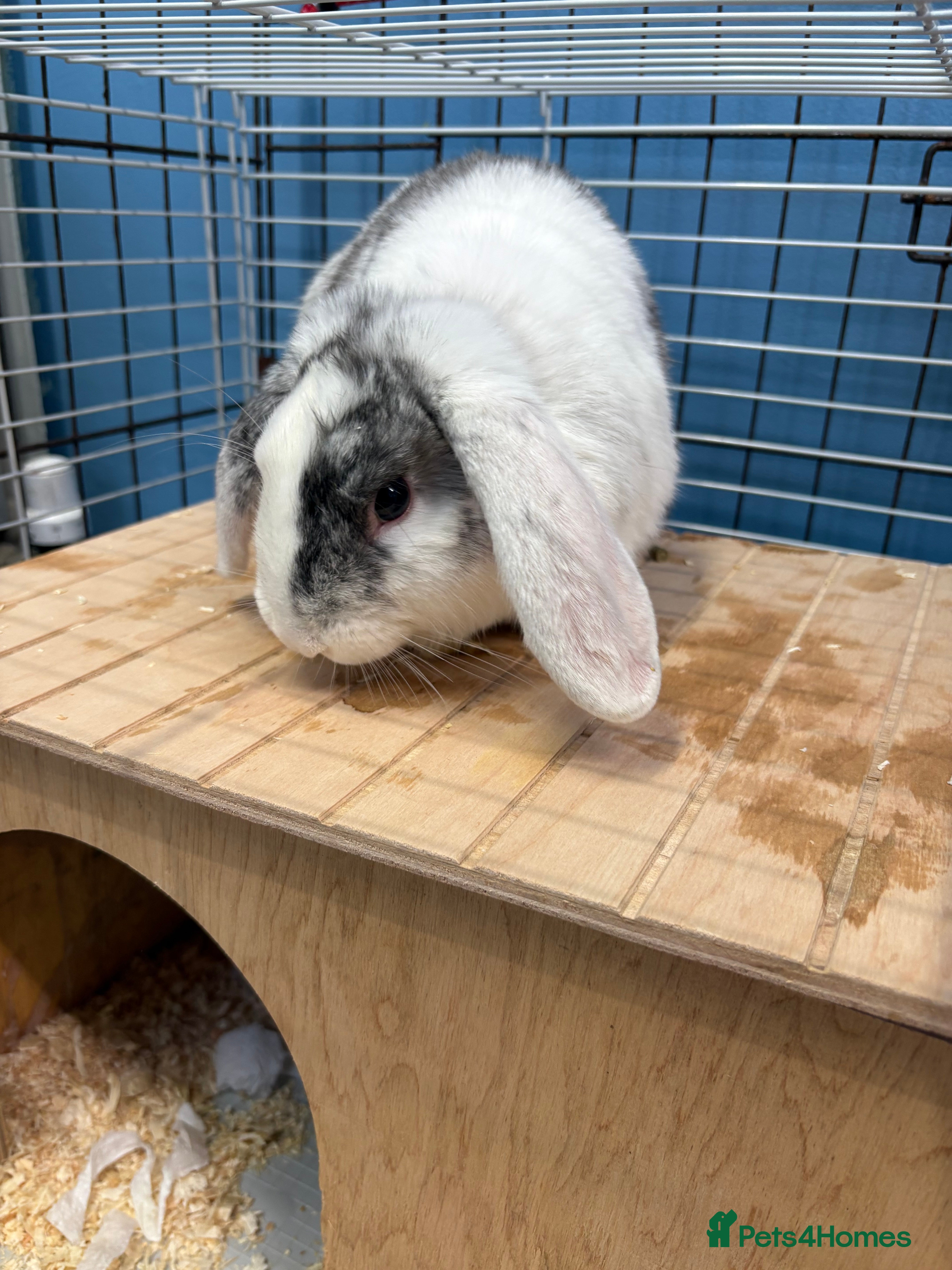 Mixed Breed rabbits Mini lop cross male rabbit - Advert 13