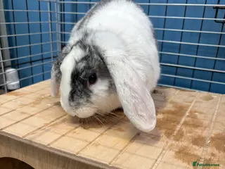 Mixed Breed rabbits Mini lop cross male rabbit - Advert 13