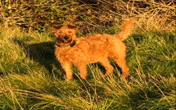 Irish Terrier dogs for sale: Irish Terrier pups expected early December  - Image 1