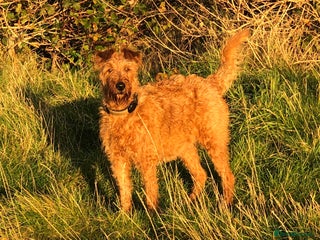Irish Terrier dogs for sale - Advert 1
