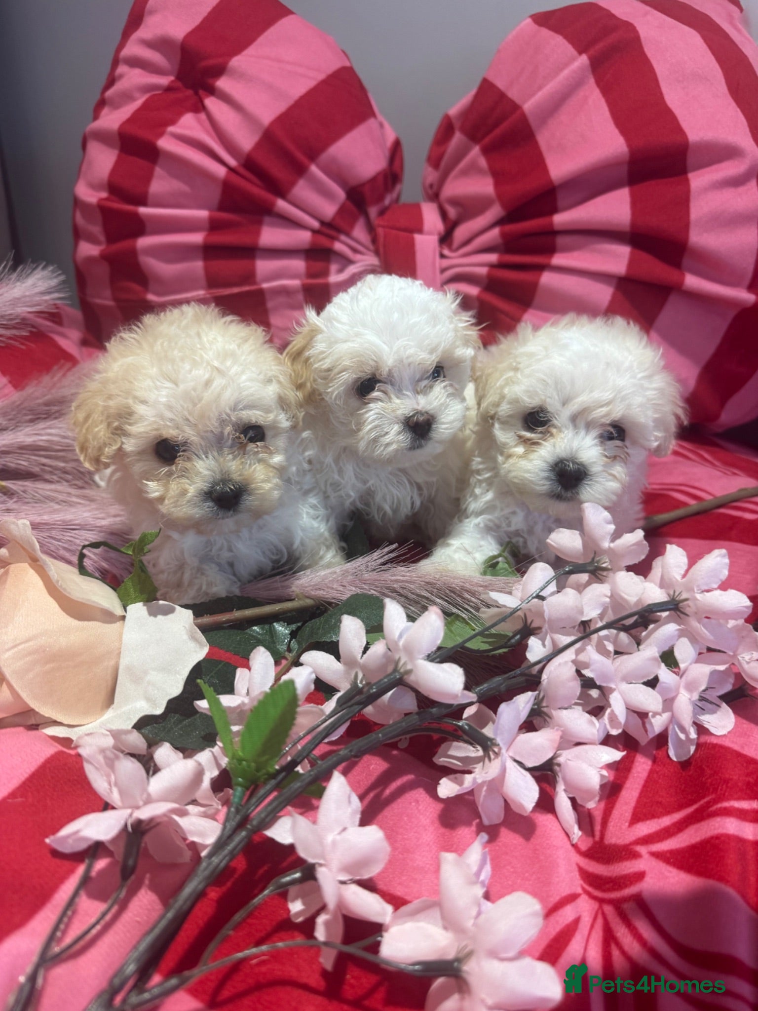 Maltipoo dogs F1 stunning Asian Maltipoo cream tiny puppies  - Advert 2