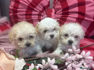 Maltipoo dogs F1 stunning Asian Maltipoo cream tiny puppies - Advert 2