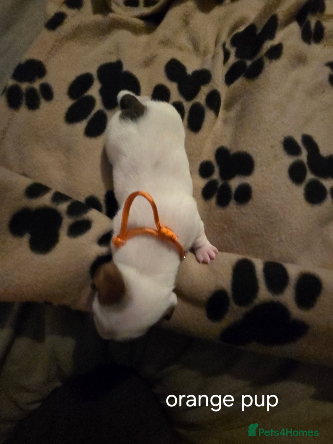 Jack Russell dogs for sale: Jack russell puppies - Advert 7