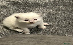 Ragdoll cats for sale: Fully health tested blue point rag doll  - Image 5