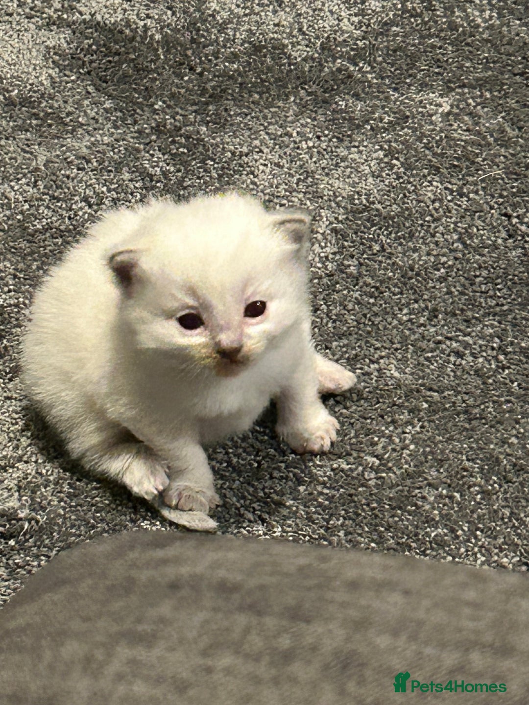 Ragdoll cats for sale: Fully health tested blue point rag doll  - Image 5