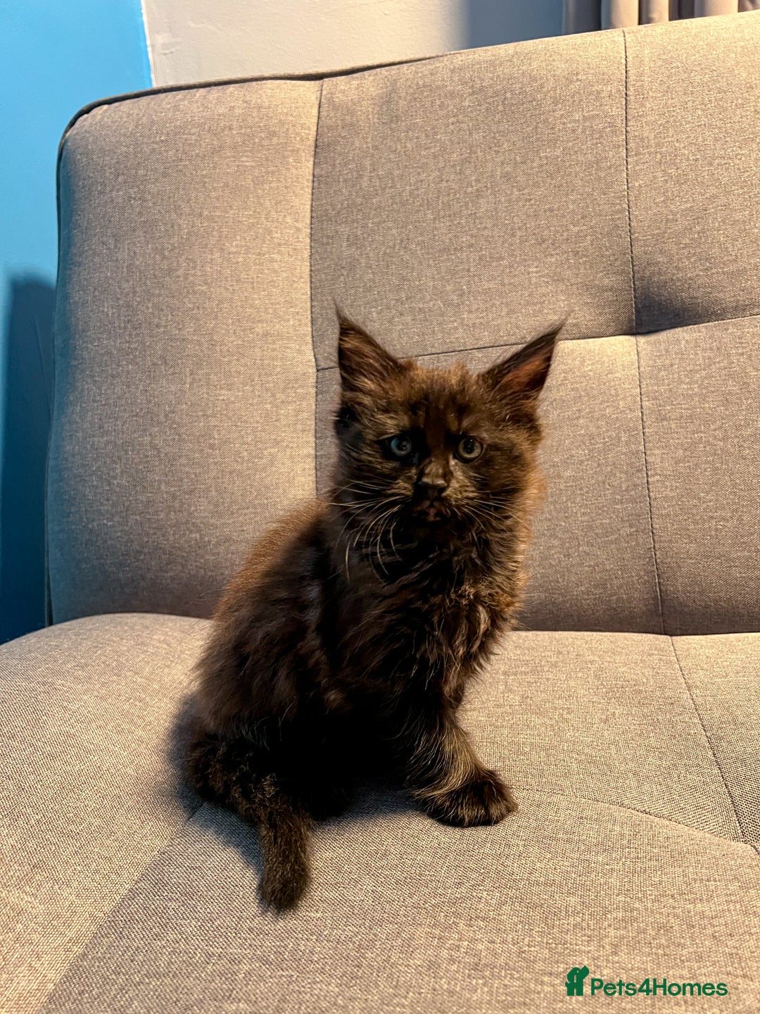 Maine Coon cats for sale: Maine Coon-X Kittens, Two Gorgeous Boys Ready - Advert 5