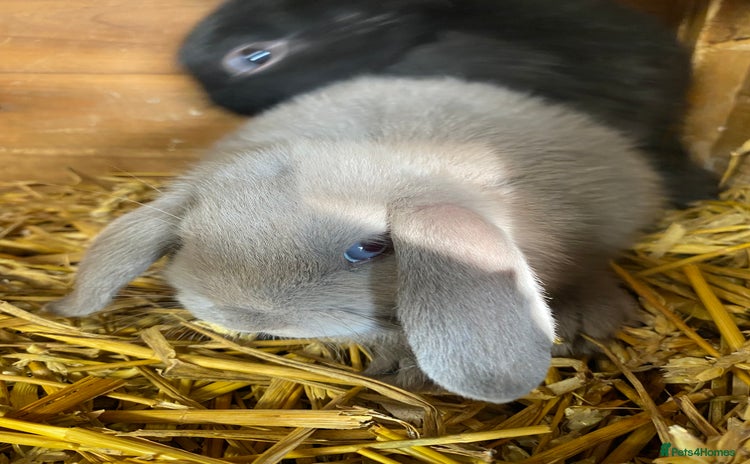 English Lop rabbits - Advert 1